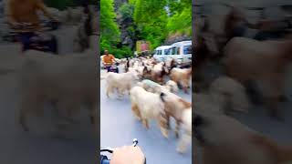 Happy Eid alAdha eidaladha2024 viral shorts [upl. by Eisteb]