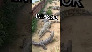 Crocodiles FIGHT over ONE bird shorts animals funny [upl. by Manfred]