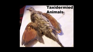 Dreams 20240625 Taxidermied Animals [upl. by Neelcaj]