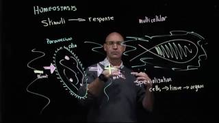 Homeostasis in single and multicellular organisms [upl. by Cheke263]