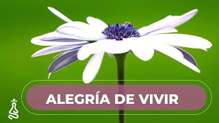 Meditación de la Mañana 🌼 Generando Energía y Alegría de Vivir [upl. by Yrred]