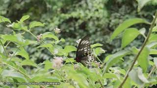 Troides Ornithoptera priamus richmondia [upl. by Crespo457]