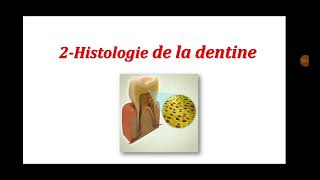 MED DENTAIRE Odontologie Conservatrice 1  LOrgane Dentaire  Part 2 Histologie de La Dentine [upl. by Krusche]