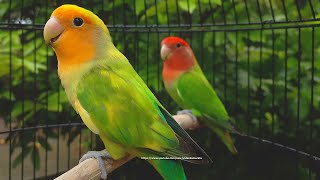 RosyFaced Lovebird Chirping Sounds  OrangeFaced Green Pied amp RedHeaded Green Opaline [upl. by Aillicsirp]