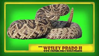 som de cobra cascavel  Rattlesnake sound [upl. by Padget]