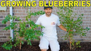 The BEST GUIDE To GROWING BLUEBERRY BUSHES On The Internet [upl. by Liza]