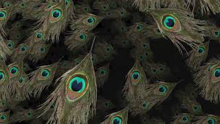 peacock feather background video [upl. by Gerita]