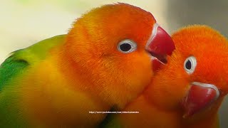 Green Opaline Lovebird  Lovebird Chirping Sounds [upl. by Sirois]