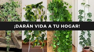 ¡6 ENREDADERAS con hojas y figuras FANTASTICAS que debes TENER AHORA MISMO☘️🌳💚 [upl. by Isaac]