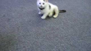 Kitty learns to walk deformed back legs amp Cerebellar Hypoplasia [upl. by Htiek]