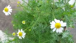 Chamomile Matricaria chamomilla [upl. by Semyaj]