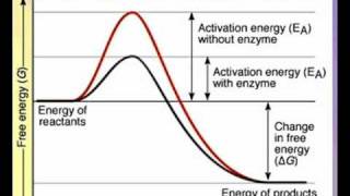 Action of Enzymes A Level AS Biology Revision [upl. by Kimmy995]