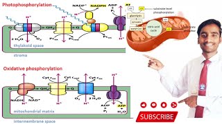 BioenergeticsPhotophosphorylationoxidative phosphorylationsubstrate level phosphorylation [upl. by Humfried]