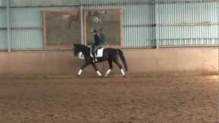 Donaublume Trakehner Stute [upl. by Aridatha]