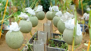 How to Grow Cantaloupe From A To Z At Home High Yield Big Fruit Super Sweetness [upl. by Atikihc]