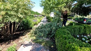 MidSummer Perennial Maintenance  Turning an Elderberry Shrub Into a Tree 🌿✂️💚 [upl. by Eneloc221]