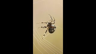 Watch this Orbweaver SPIDER Build its WEB  Slow Motion shorts [upl. by Airamana]