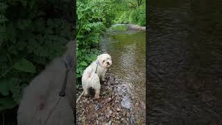 Milo has his first introduction to the river 😍  shortsfeed [upl. by Uird]