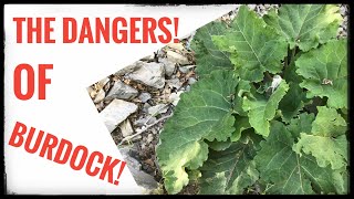 The Dangers of Burdock Root [upl. by Nikaniki]