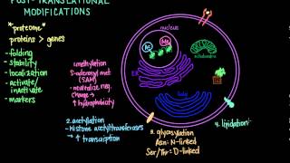 Post Translational Modifications [upl. by Cuttler]