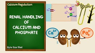 Renal Regulation of Calcium and Phosphate  Calcium Homeostasis  Endocrine  Renal Physiology [upl. by Alliuqa]