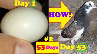 HOW PIGEONS MATING amp LAY EGG amp HATCH Chick Bird amp GROW DAY BY DAYMrampMrs KalPosh 1stROUND Pets [upl. by Ayitahs]