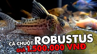 Trốn vợ đi mua cá chuột Robustus  1tr5  Corydoras Robustus [upl. by Rivkah597]