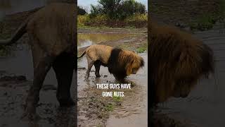 LION Brothers Cause Chaos in Water wildlife animal fun [upl. by Ilrak]