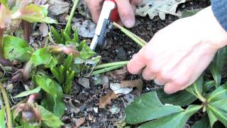 How to Properly Prune Hellebore [upl. by Art468]