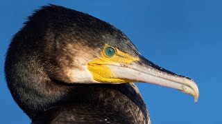 Most HATED bird in the world  The Great Cormorant [upl. by Aeslehs]