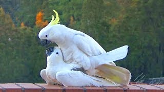 Sweet and Funny Cockatoo Love Original [upl. by Rehpotsirk825]