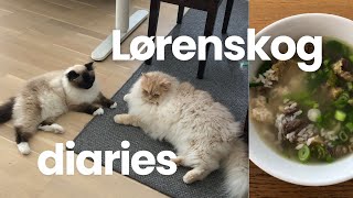 Norway vlog  catsitting cooking korean oxtail soup [upl. by Enyaj]