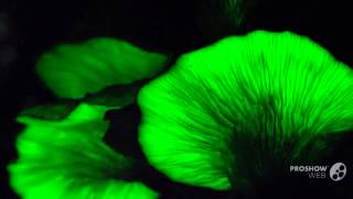 Omphalotus japonicus  fungi kingdom [upl. by Laurent342]