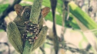 Tarsier Sanctuary [upl. by Ardeth867]