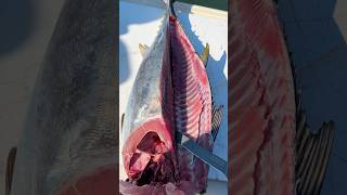 Stop WASTING Your Bluefin Tuna shorts fishing [upl. by Yorke]