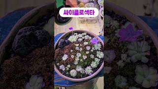 벌레잡이제비꽃 싸이클로섹타 식충식물 pinguicula bugs flowers plants gardening 🌱💜 [upl. by Adnarb]