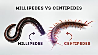 Centipedes and Millipedes  Life Cycle Facts and Control [upl. by Rezzani]