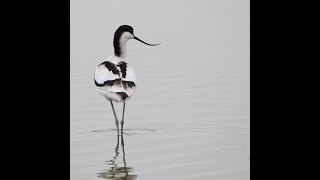 Big Poole Harbour Bird Count Talk  Winter 2022 [upl. by Anwad]