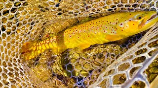 Catskills Fly Fishing Beaverkill Willowemoc Creek Esopus Creek Schoharie River Worldfamous [upl. by Nylecaj59]