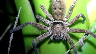 Australian Brown Huntsman Spider on bromeliad plant at night grooming itself  Heteropoda jugulans [upl. by Roanna]