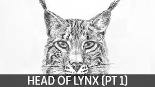 How To Draw Heads of Lynx Part 1 Front [upl. by Odlopoel11]