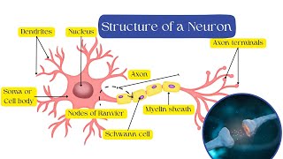 Structure and Funcitons of Neurons  Synapse [upl. by Raskin512]