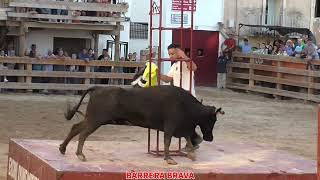 Gelsa Suelta de vacas en plaza  04092024  Ganad Iván López [upl. by Ylrad]