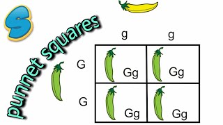 Monohybrid inheritance በአማርኛ Grade 10 Biology Unit 2 Part 5 [upl. by Fisuoy]