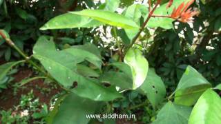 Herbal Medicine  Ixora coccinea  Natural Remedy for Diarrhoea [upl. by Millar468]