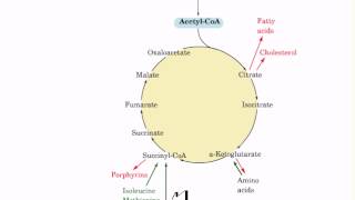 8 TCA Cycle or Krebs Cycle [upl. by Abeh]