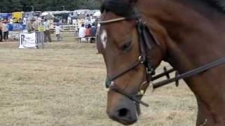 horses with bits slow motion high speed recording [upl. by Annawik]