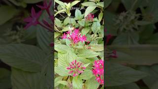 Pentas lanceolata❤️💕 youtube love youtubeshorts garden flowergarden nature ✨💫💖 [upl. by Aniham]