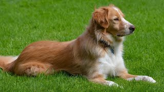 Exercising Your Brittany Dog A Comprehensive Exercise Routine and Playtime Ideas [upl. by Suivart]