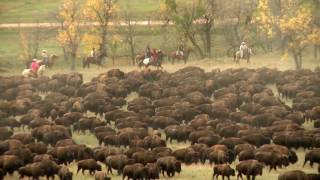 2016 Custer State Park Buffalo Roundup [upl. by Odlopoel]